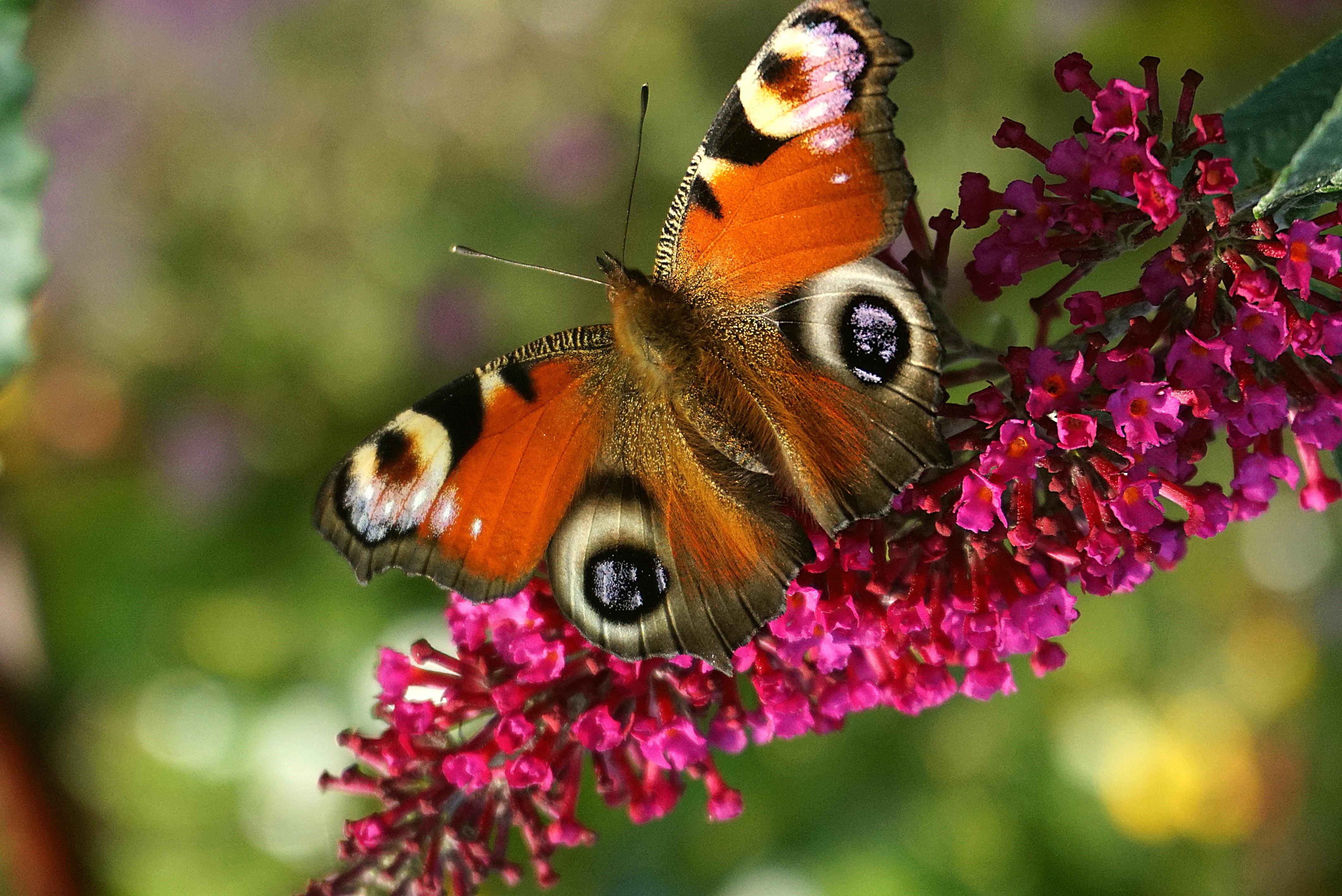 Schmetterling